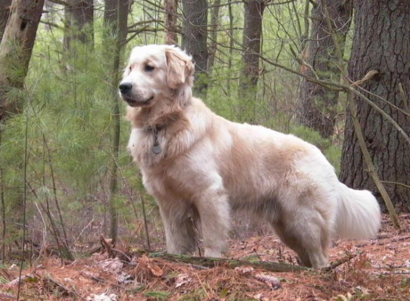 Chó Golden Retriever với bộ lông vàng óng ả và biểu cảm thân thiện, người bạn lý tưởng cho mọi gia đình và nằm trong các loại chó đẹp nhất thế giới